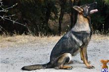 german shepherd puppy posted by Yosemite _Shepherds